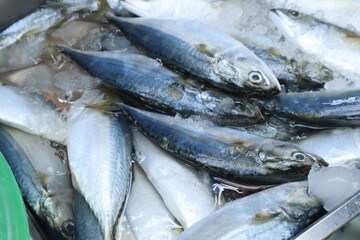 Close-up of a pile of freshly caught, whole mackerel fish displayed on a bed of crushed ice at a market or seafood counter.