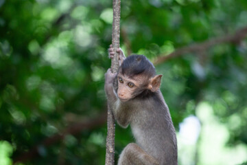 可愛いサル
