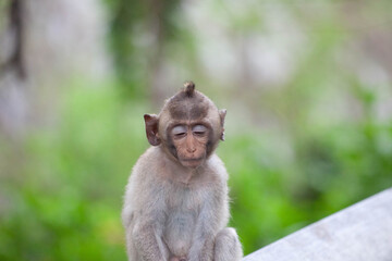 可愛いサル