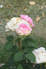 Beautiful pink rose flower closeup in garden, A very beautiful pink yellow rose flower bloomed on the rose tree, Rose flower closeup, bloom flowers, Natural spring flower floral background
