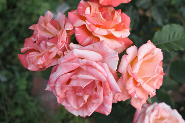 Beautiful pink rose flower closeup in garden, A very beautiful pink yellow rose flower bloomed on the rose tree, Rose flower closeup, bloom flowers, Natural spring flower floral background
