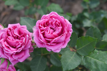 Beautiful pink rose flower closeup in garden, A very beautiful pink yellow rose flower bloomed on the rose tree, Rose flower closeup, bloom flowers, Natural spring flower floral background