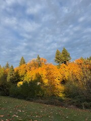 Fototapeta premium autumn in the park
