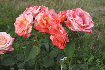 Beautiful pink rose flower closeup in garden, A very beautiful pink yellow rose flower bloomed on the rose tree, Rose flower closeup, bloom flowers, Natural spring flower floral background