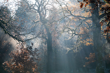 Sunbath, fog, Sunbeams and rays on the beautiful forest trees in the fall