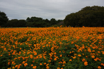 キバナコスモス