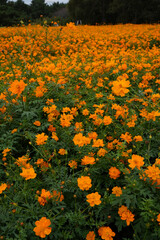 キバナコスモス