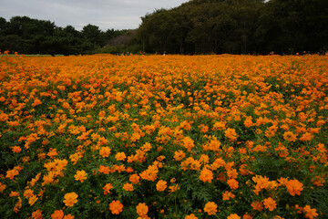 キバナコスモス