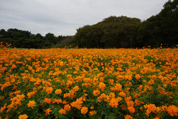 キバナコスモス