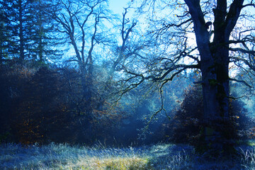 Hazy blue colors and moods in the forest in the fall