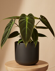 plant in a pot Philodendron Melanochrysum © AntaRaya