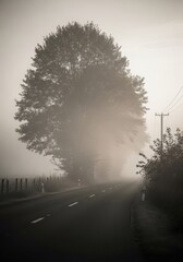 A foggy morning road surrounded by trees with soft natural blur and muted tones, evoking calm and mystery.