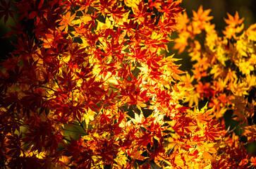 Golden leaves in a autumn forest. Autumn nature. Vibrant red and orange foliage. Maple leaves in sunlight. Autumn fall by golden nature. Fall nature colors. Golden fall background. Autumn design.