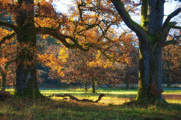 Scene in a forest in autumn in colorful athmosphere and sunlight