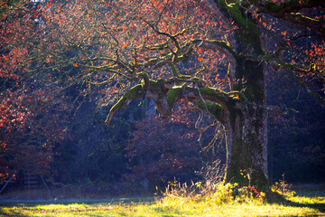 Scene of a tree with colorful foliage and moody stem in sunlight