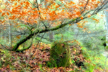 Landscape with tree in orange colour foliage and green vegetation in the woods
