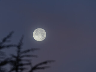 Fototapeta premium Super moon in the morning with a bit of fog beside some branches