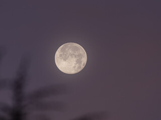 Super moon in the morning with a bit of fog beside some branches