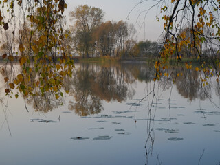 reflection of trees in the water