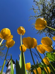 yellow tulips against blue sky