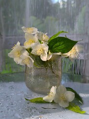 jasmine in a glass