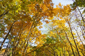 Autumn leaves in hokkaido