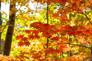 Autumn leaves in hokkaido