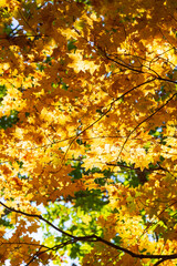 Autumn leaves in hokkaido