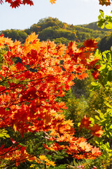 Autumn leaves in hokkaido