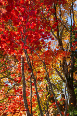 Autumn leaves in hokkaido