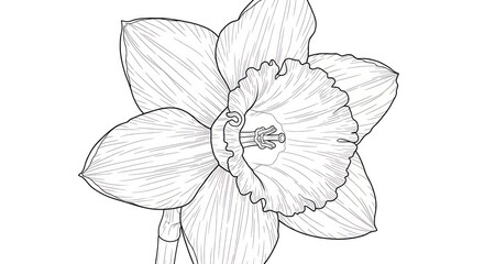 Close up of daffodil flower in detailed line art illustration