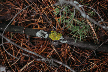 Moss in close-up on a stick in an autumn coniferous forest. © Oksana