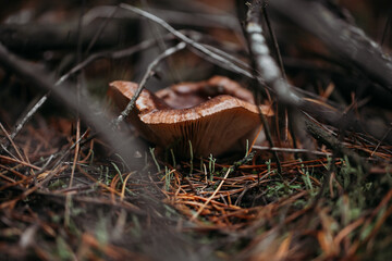 Edible mushroom close-up in the autumn forest.