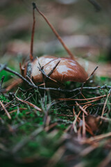 Buttercup mushroom close-up in the autumn forest.