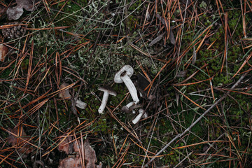 Plucked white mushrooms lie on the ground in close-up in an autumn forest.