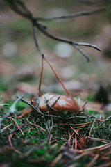 Buttercup mushroom close-up in the autumn forest.