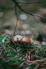 Buttercup mushroom close-up in the autumn forest.