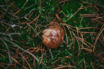 Buttercup mushroom close-up in the autumn forest.