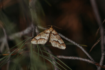 A brown moth on a branch in a coniferous forest.