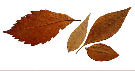 Herbarium flat lay, composition of four dry autumn leaves of various shapes, serrated, elongated, round, on an isolated white background. Ideal for botany, crafts, fall, texture, art, seasonal design.