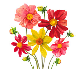 Composition with red and yellow dahlias. An arrangement of vibrant dahlias. Hand drawn watercolor illustration.