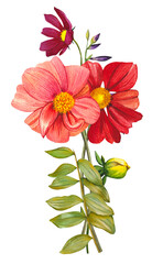 Red and pink dahlias. Arrangement of bright dahlias, leaves. Hand drawn watercolor illustration.