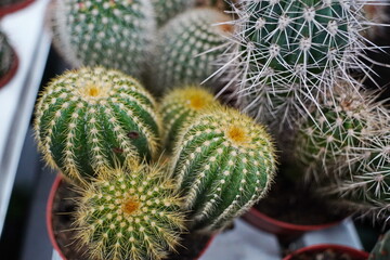 Obraz premium Cacti in small pots. Growing different succulents.