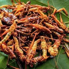 Crispy fried grasshoppers served on a large green leaf