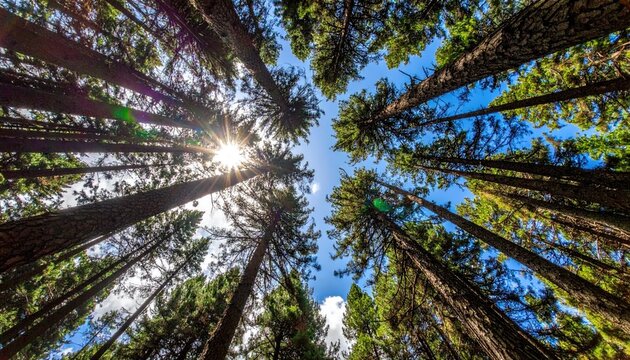 Looking Up Through Tall Evergreen Trees Towards a Bright Blue Sky with Sunburst and Clouds