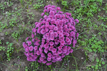 マルチフローラマム