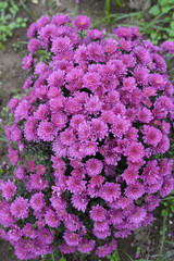 マルチフローラマム