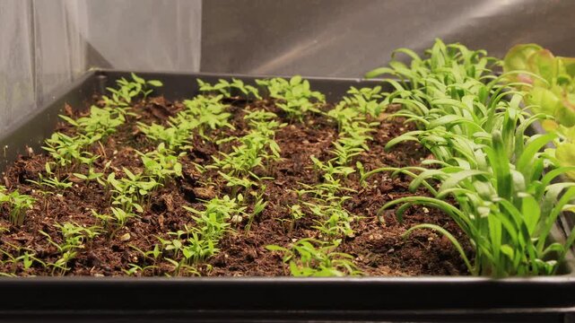 Super time lapse of microgreens like spinach, parsley and lettuce germinating and growing in small layer of soil in seed starter trays placed in light box in studio under controlled grow light