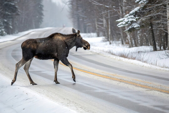 moose crossing a snowy road in a