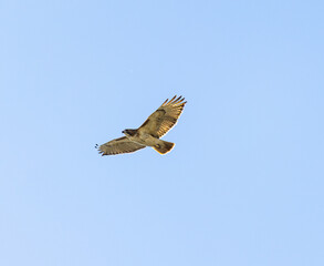 Red Tailed Hawk (Buteo jamaicensis) In Front Of Blue Sky
